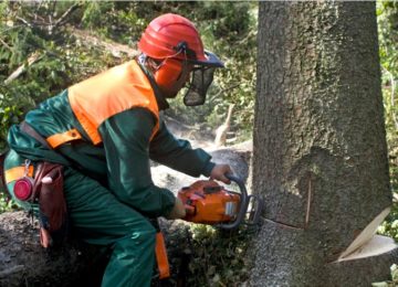 Professional Tree Removal