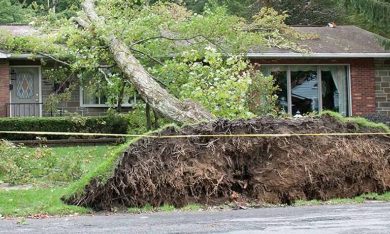 Emergency Tree Removal: Protecting Your Home & Landscape